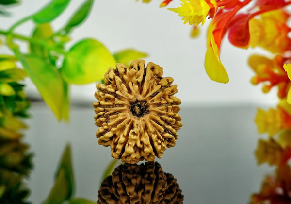 Rudraksha testing